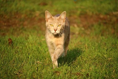 Светло желтая кошка