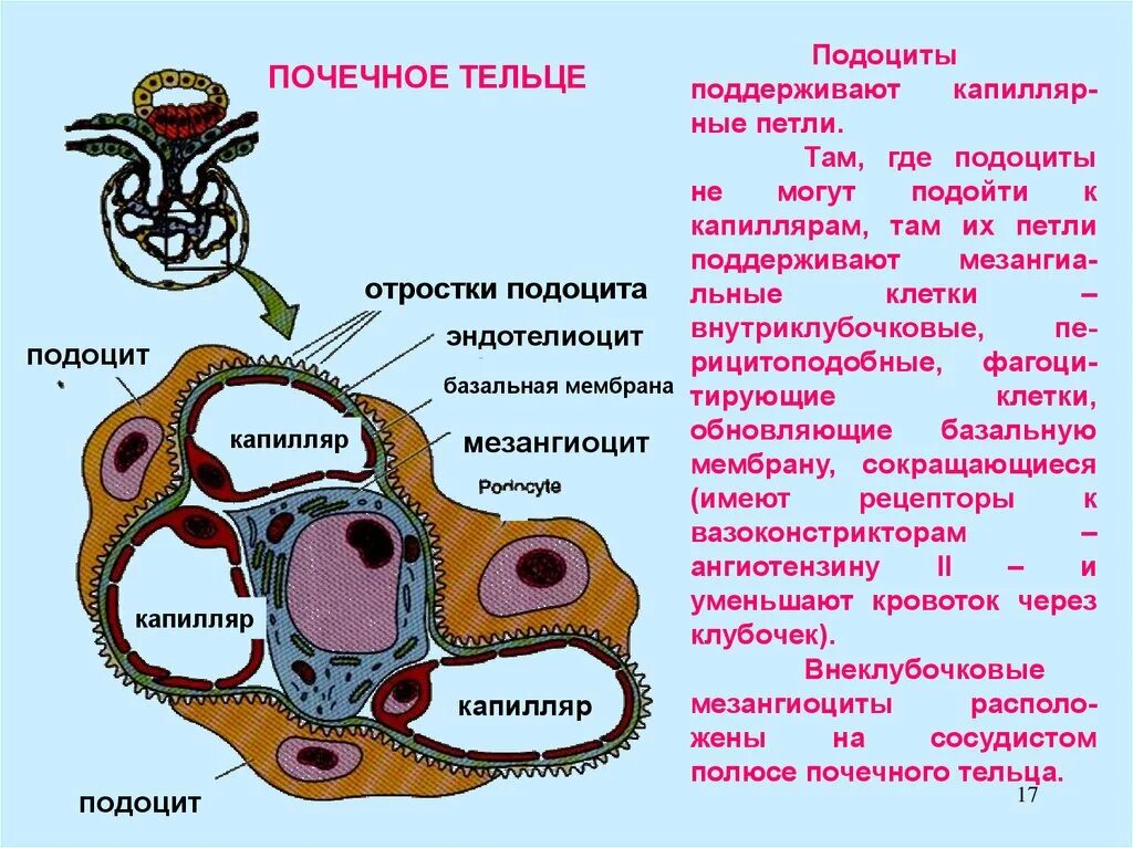 Подоциты. Функция подоцитов почки. Строение нефрона подоциты. Подоциты. Подоциты гистология строение.