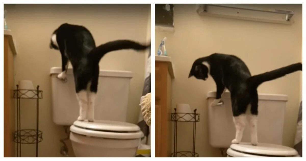 Кот в туалете. Кот на толчке. Кот какает.