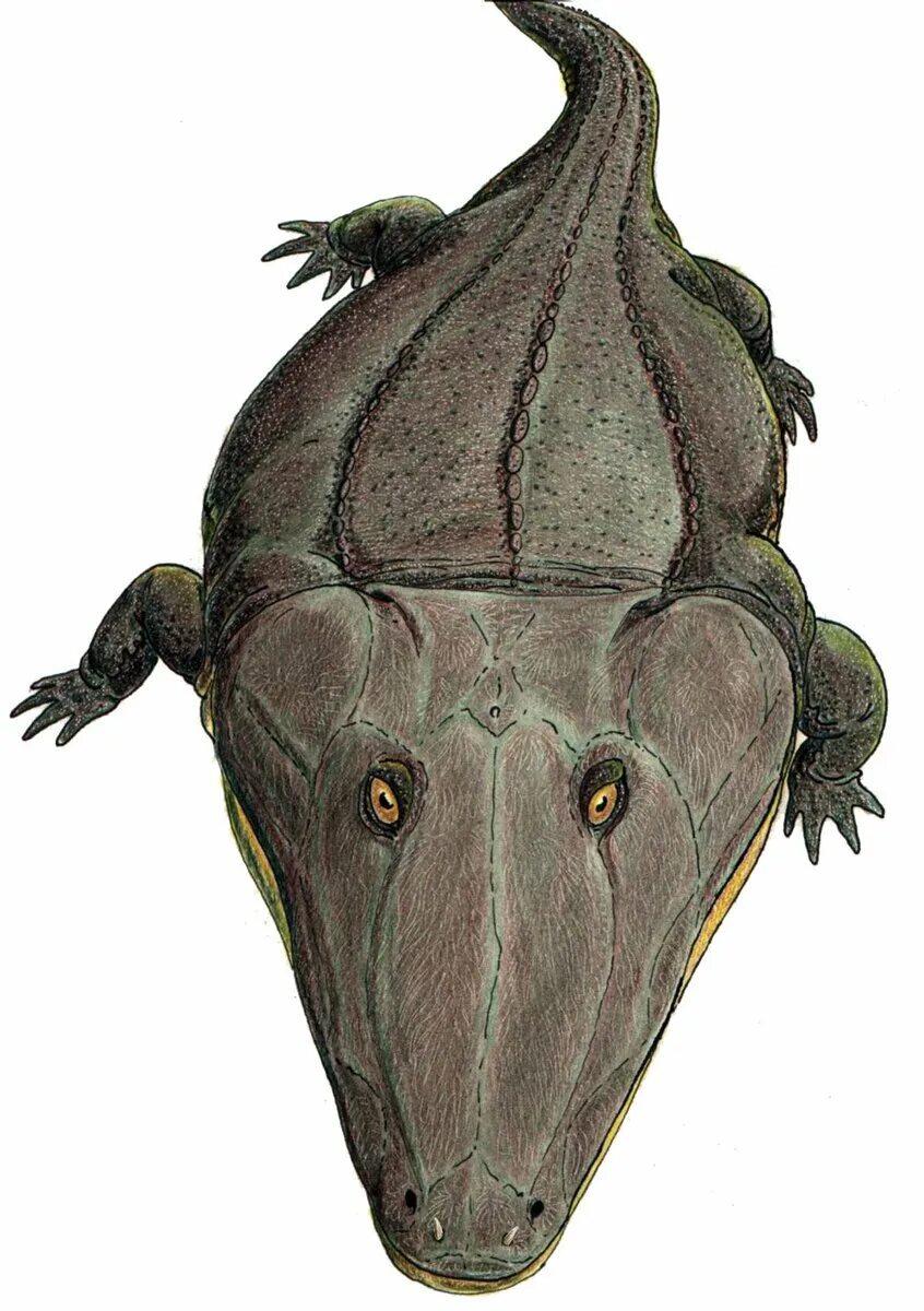 Темноспондильные Лабиринтодонты. Mastodonsaurus Torvus. Лабиринтодонты —мастодонзавры. Лабиринтодонты Триасового периода.