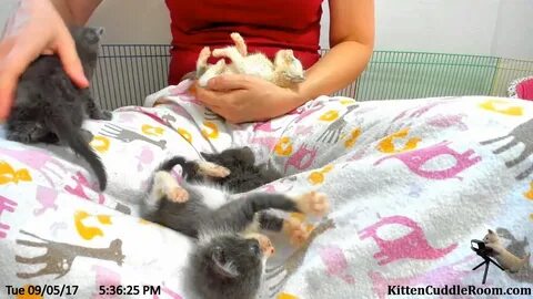 Kitty webcam