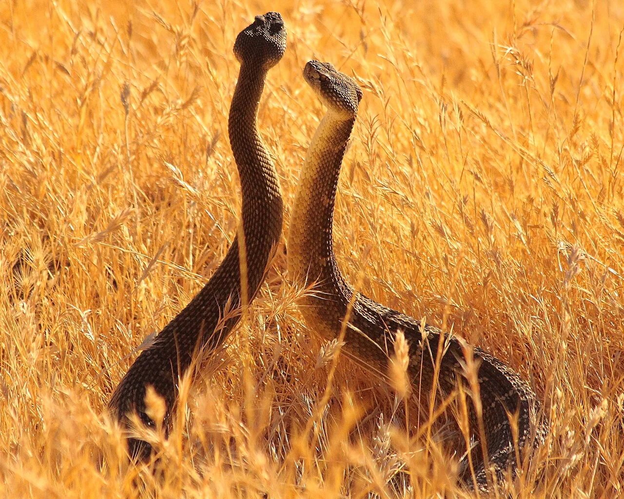 Змея танцует. Священные животные индии кобра. Змеи кобры. Змея танцует. Змеи в брачный период.