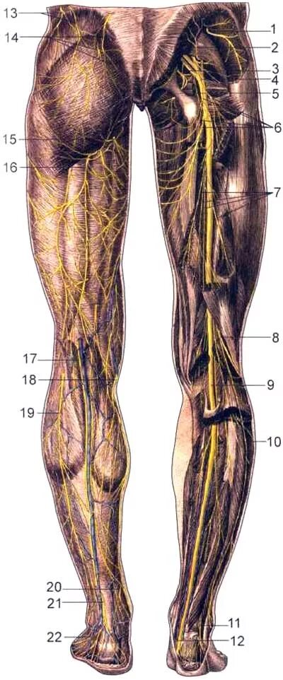 Седалищный нерв анатомия атлас. Ягодичный нерв анатомия. Перонеус суперфициалис нерв. Peroneus superficialis. Нерв в правой ягодице