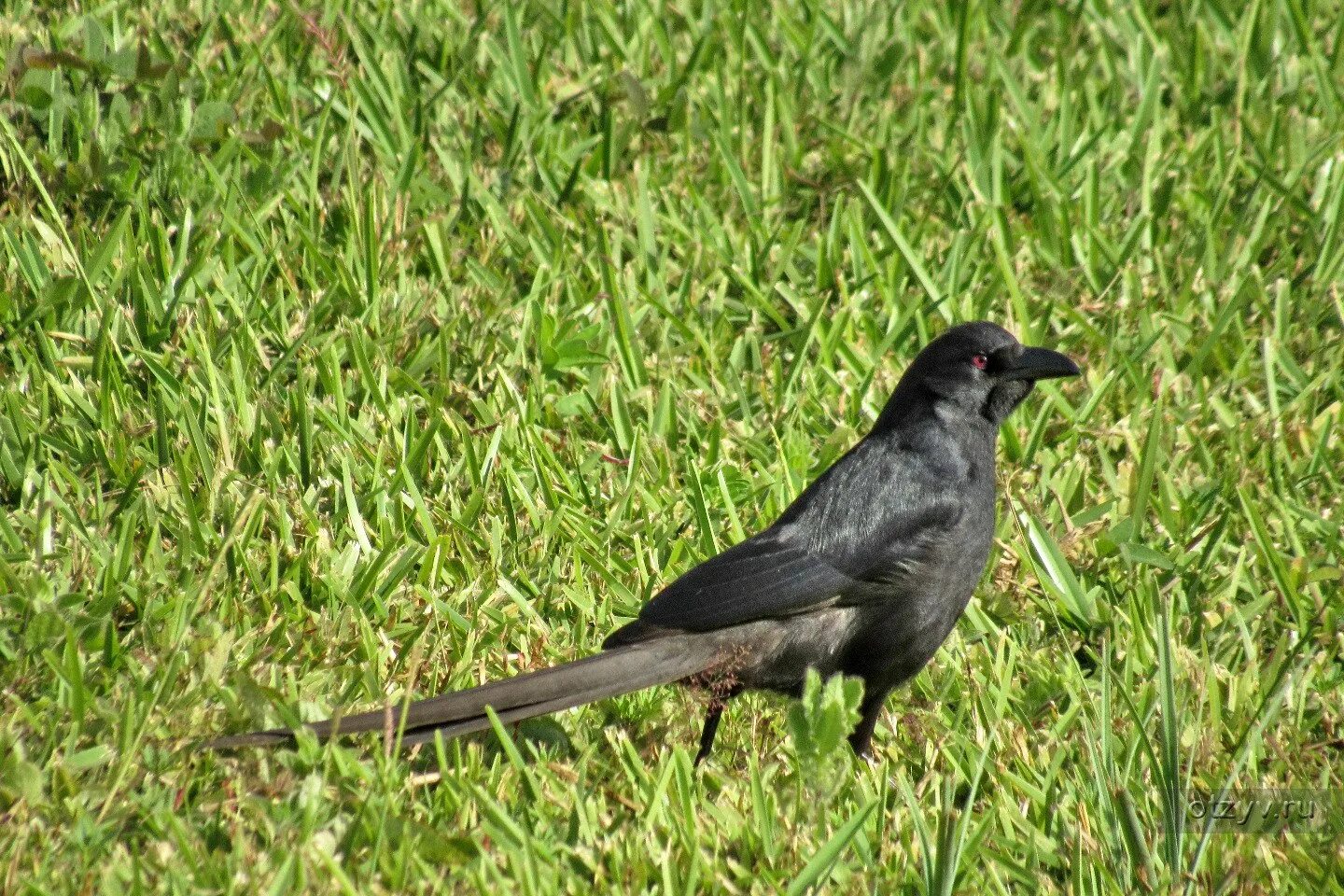 Белобрюхий ворон. Сорока обыкновенная серая ворона. Сорока звичайна. Американская чёрная сорока. Австралийская черная сорока.