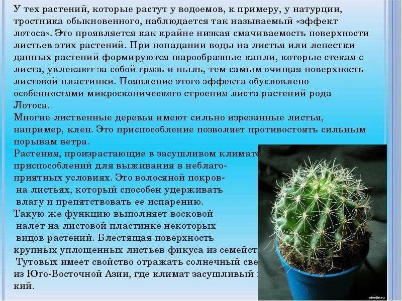 Доклад на тему видоизменения листа. Эхинокактус тип видоизменения листа. видоизменение листьев фикуса. видоизменение листа листа 6 класс биология презентация по биологии. листовые пластинки кактуса.
