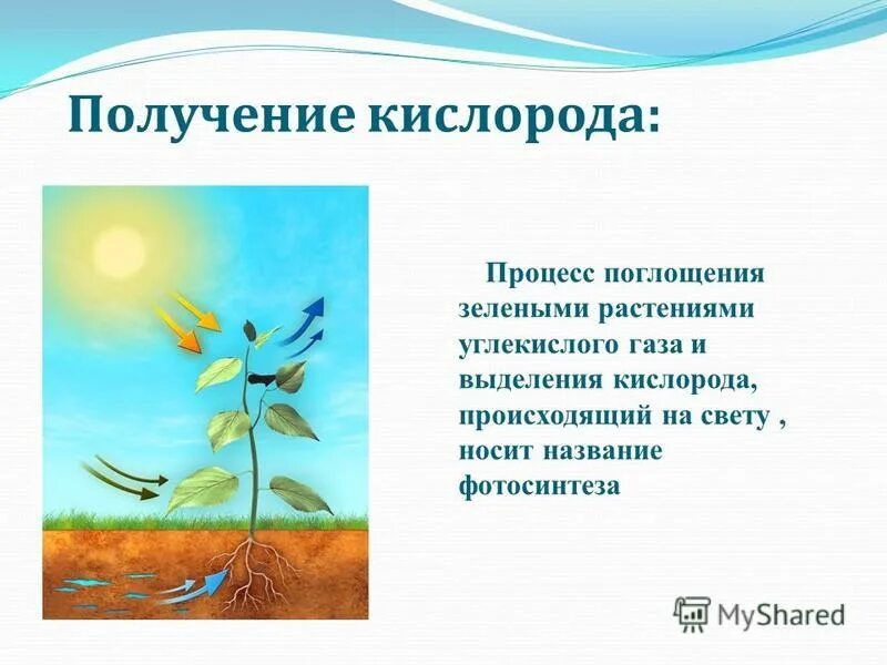 Дыхание это процесс поглощения кислорода. Что поглощают растения при фотосинтезе. Круговорот азота. Процесс поглощения кислорода и выделение углекислого газа. В процессе фотосинтеза.