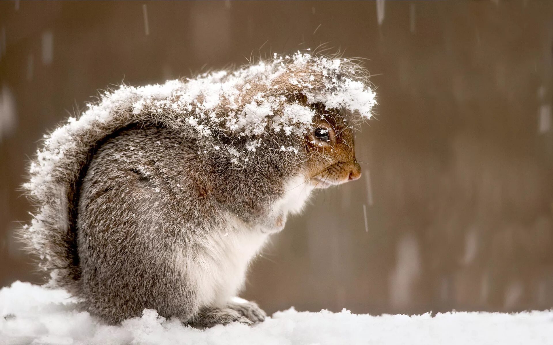 Почему в холодную погоду многие животные. Зимние животные. Пушистая зима. Животные зимой. Пушистый снег.