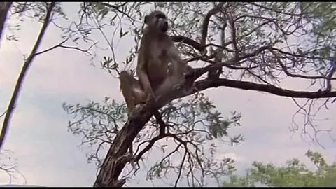Наверное боги сошли с ума 3 1991