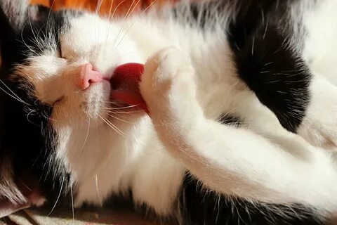 Lick photo