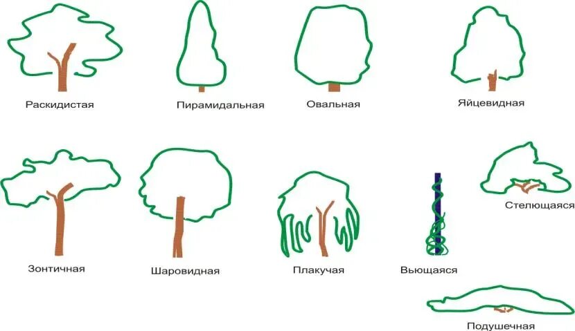 Форма разных структур. Формы крон деревьев и кустарников. формы кроны древесных растений. раскидистая форма кроны. крона дерево форма крон.