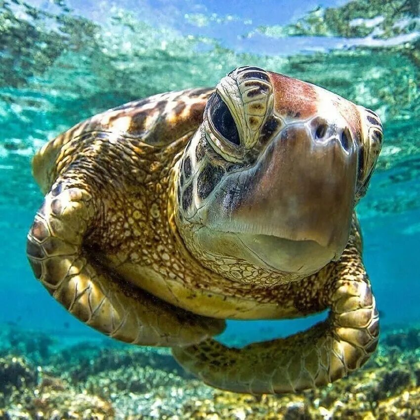 Красивая черепаха. Черепаха бисса. Морская черепаха. Нектон черепахи. Морская черепаха и Черепашата.