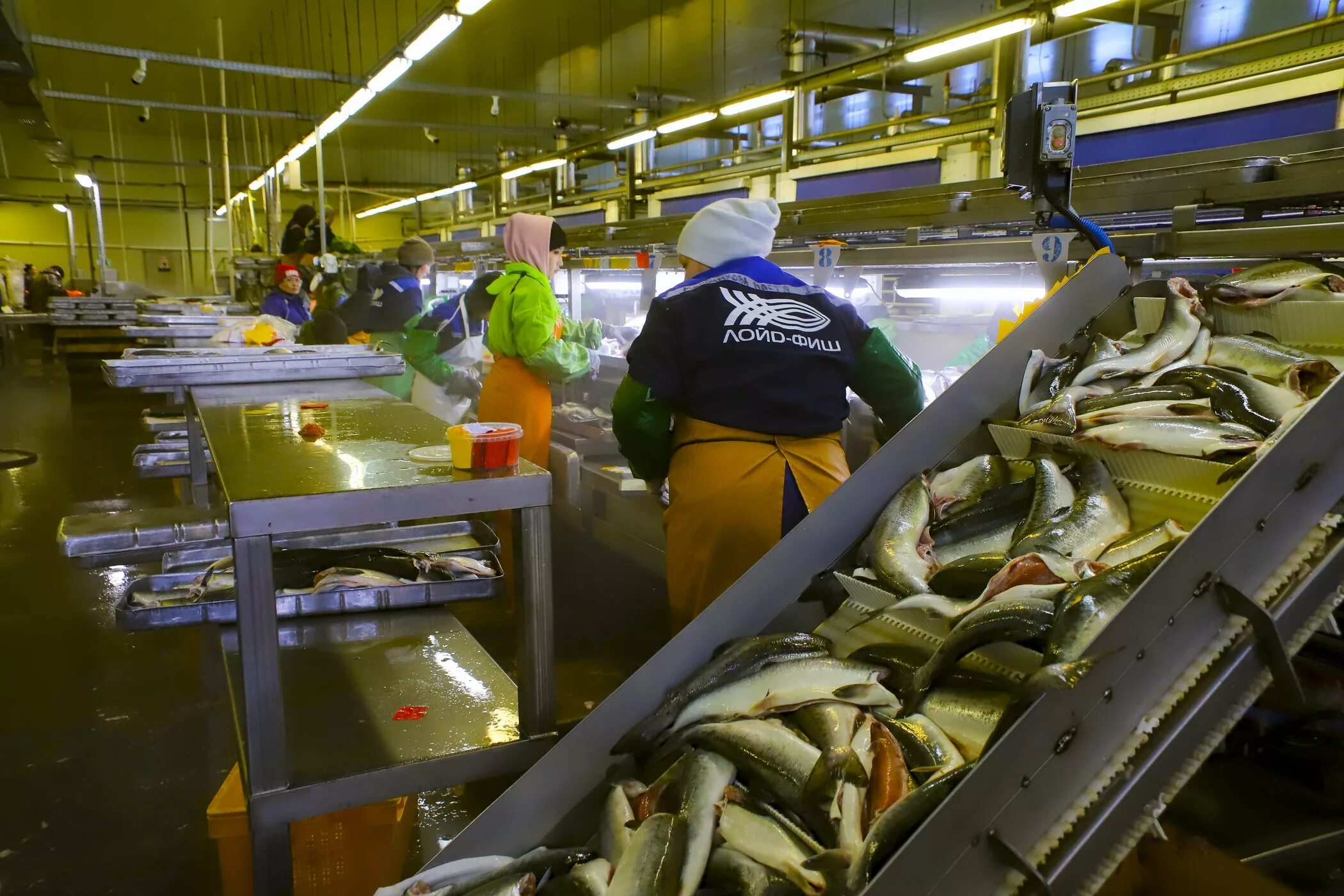 Рыбный завод. Вакансии камчатка с проживанием. Рыбзавод ркз 55. Рыбоперерабатывающие заводы камчатского края. Рыбный завод.