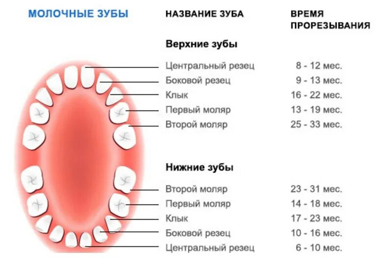 Почему выпал зуб у взрослого. В каком порядке выпадают молочные зубы у детей схема. Порядок прорезывания постоянных зубов схема. Схема выпадения молочных зубов у детей последовательность. Молочные зубы схема у детей 11 лет.