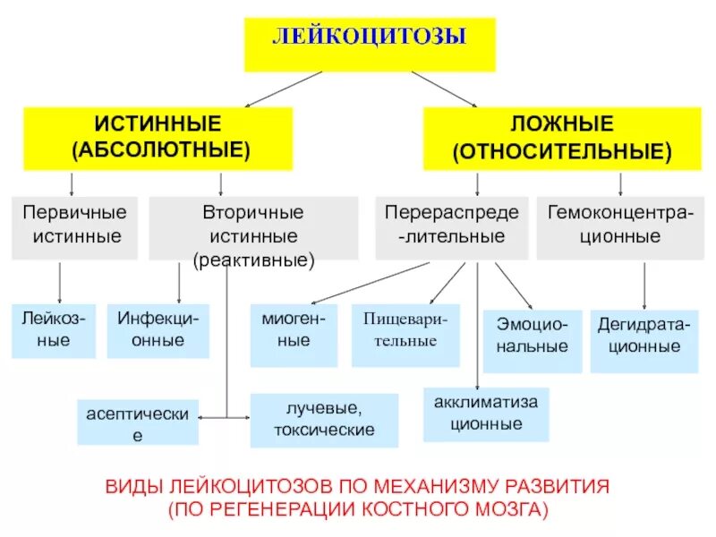 Механизм развития лейкоцитов. Механизм развития лейкоцитоза. Механизм развития абсолютного лейкоцитоза. Лейкоцитоз механизм развития патофизиология. Абсолютный лейкоцитоз