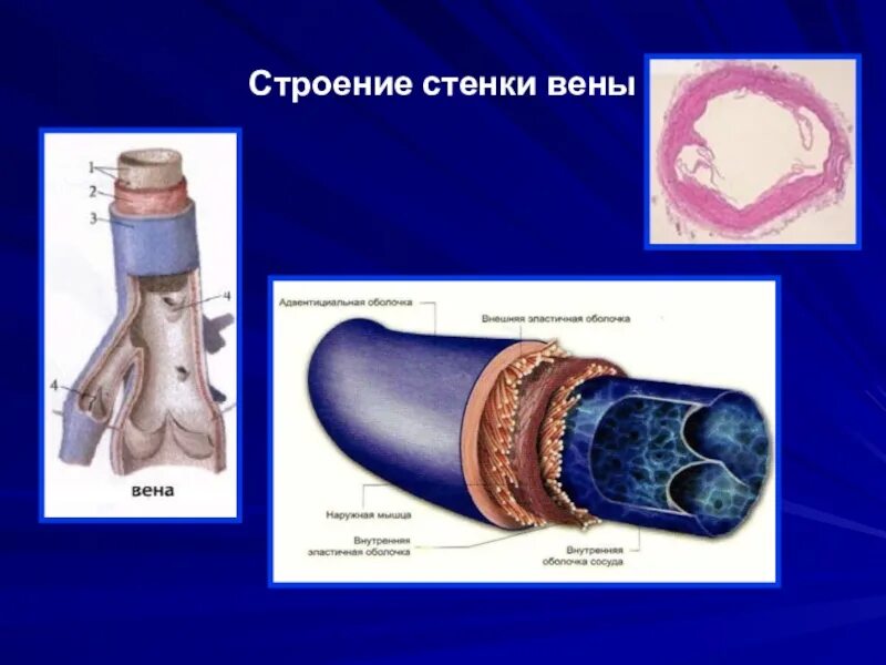 Строение вены рисунок. Вена строение стенки. Строение вены анатомия. Сосуды строение стенки Вена.