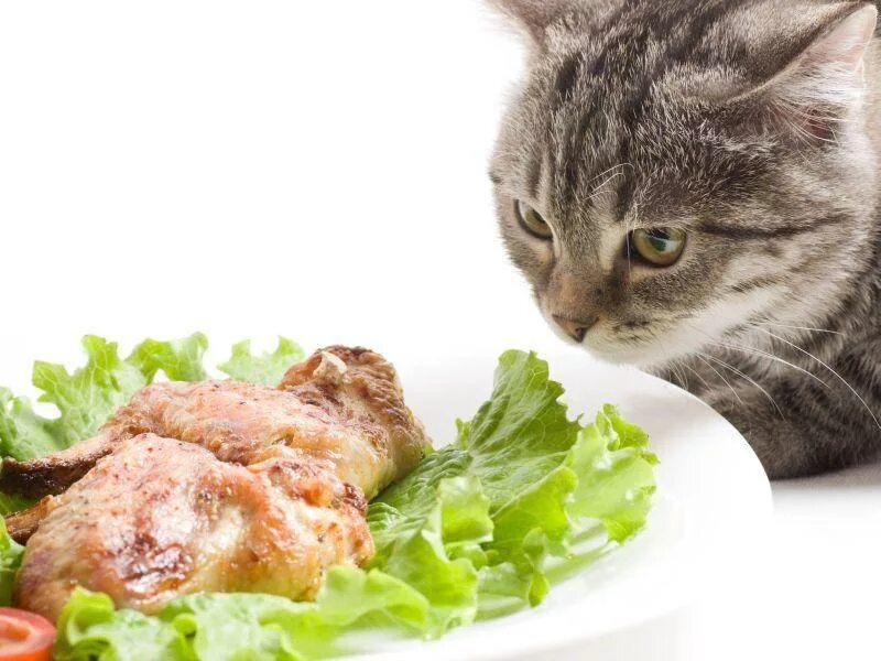 Можно ли котенку вареную курицу