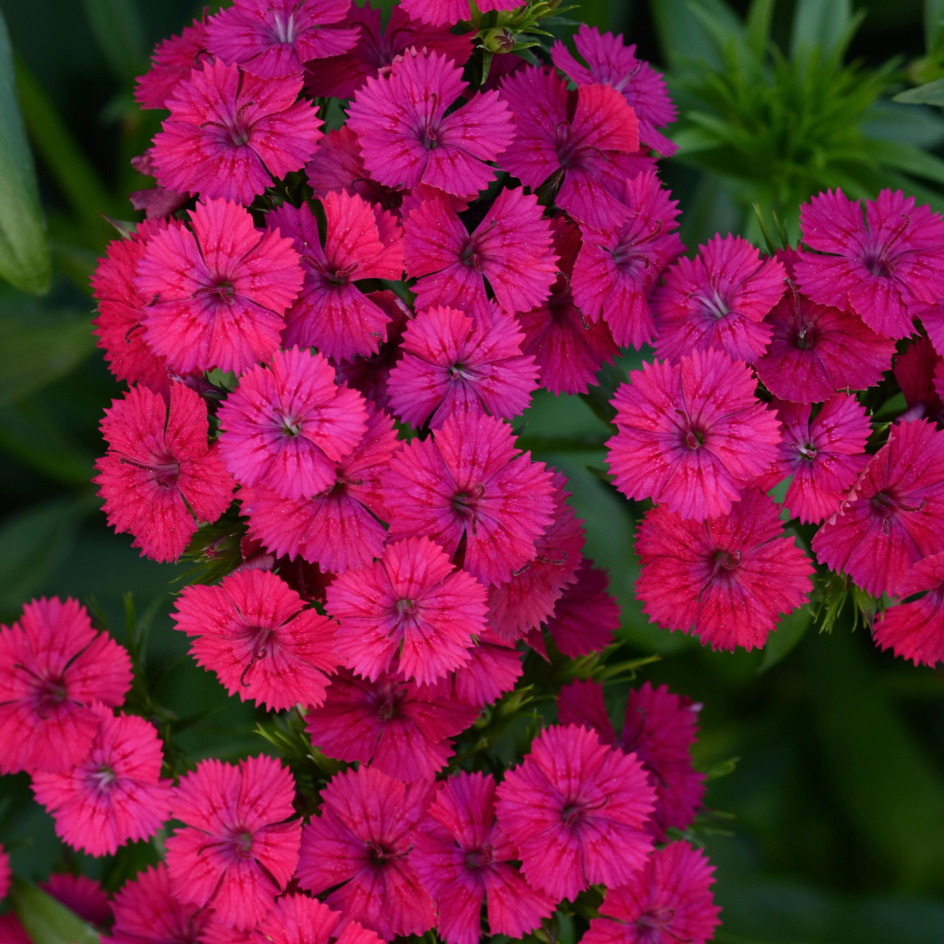 Гвоздика гибридная Джолт. Гвоздика гибридная (Dianthus. Гвоздика черри. Гвоздика межвидовая. Гибридные гвоздики