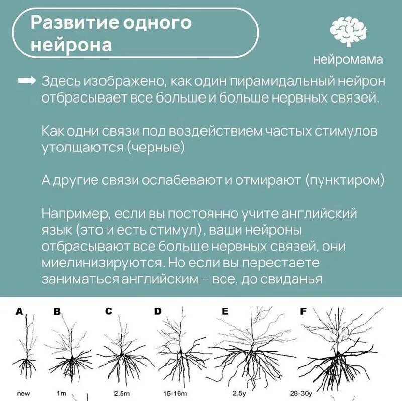 Нейромама. Нейромама