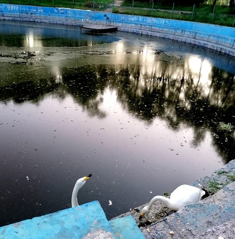 Парк имени 30-летия ВЛКСМ Омск озеро. Водоемы Омска. Вода парк лебеди. Парк с прудом Омск. Омск под водой