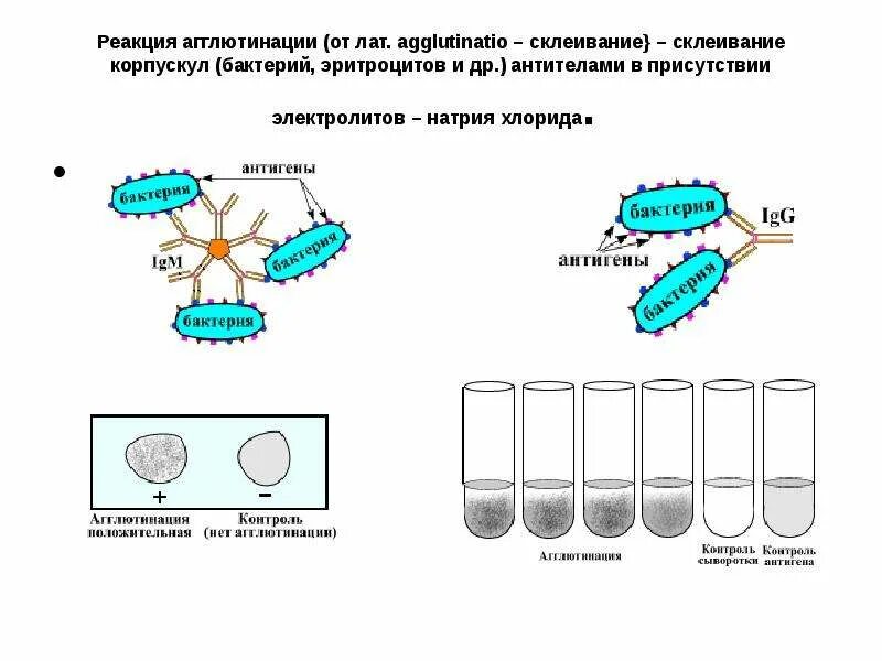 В пробирке произошла реакция агглютинации то. Схема постановки реакции агглютинации. реакция агглютинации схема. ориентировочная реакция агглютинации на стекле микробиология. реакция агглютинации микробиология механизм.