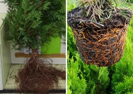 Закрытая корневая система ели