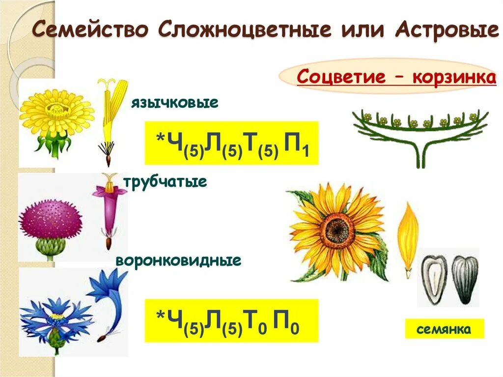 Семейства покрытосеменных растений Сложноцветные. Растения Сложноцветные Астровые соцветие. Формула цветка сложноцветных растений. Семейство Сложноцветные схема цветка.