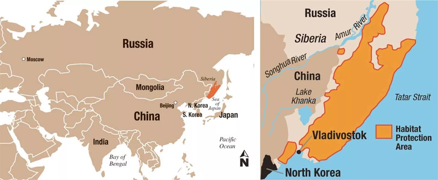 Сибирь чина. Амурский тигр ареал обитания. Амурский тигр на карте. Habitat Amur Tiger. Амурский тигр ареал обитания на карте.