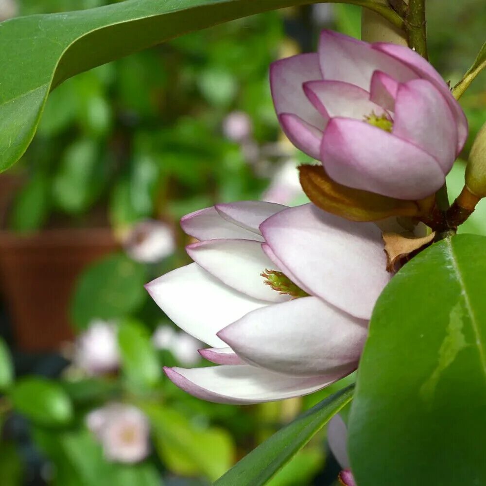 2s39 magnolia