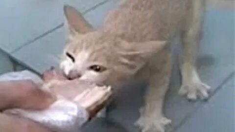 Отдай мясо