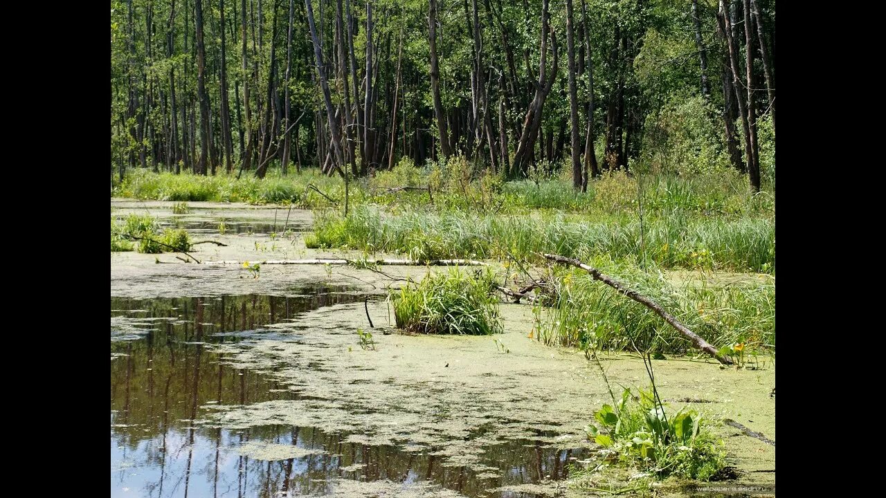 Топкое болото. Озеро топкое. Сухое болото. Топки болото.