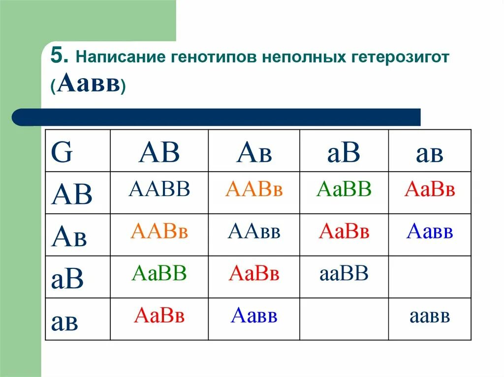 Решетка Пеннета ААВВ ААВВ. ААВВ генотип. AABB AABB. AABB AABB генотип.