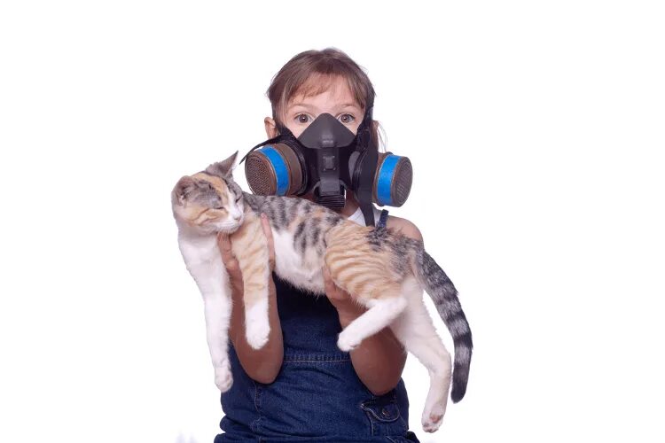 Аллергия на кошек. Аллергия кот прикол. Аллергия на кошек прикол. Аллергия на кошек смешные картинки.