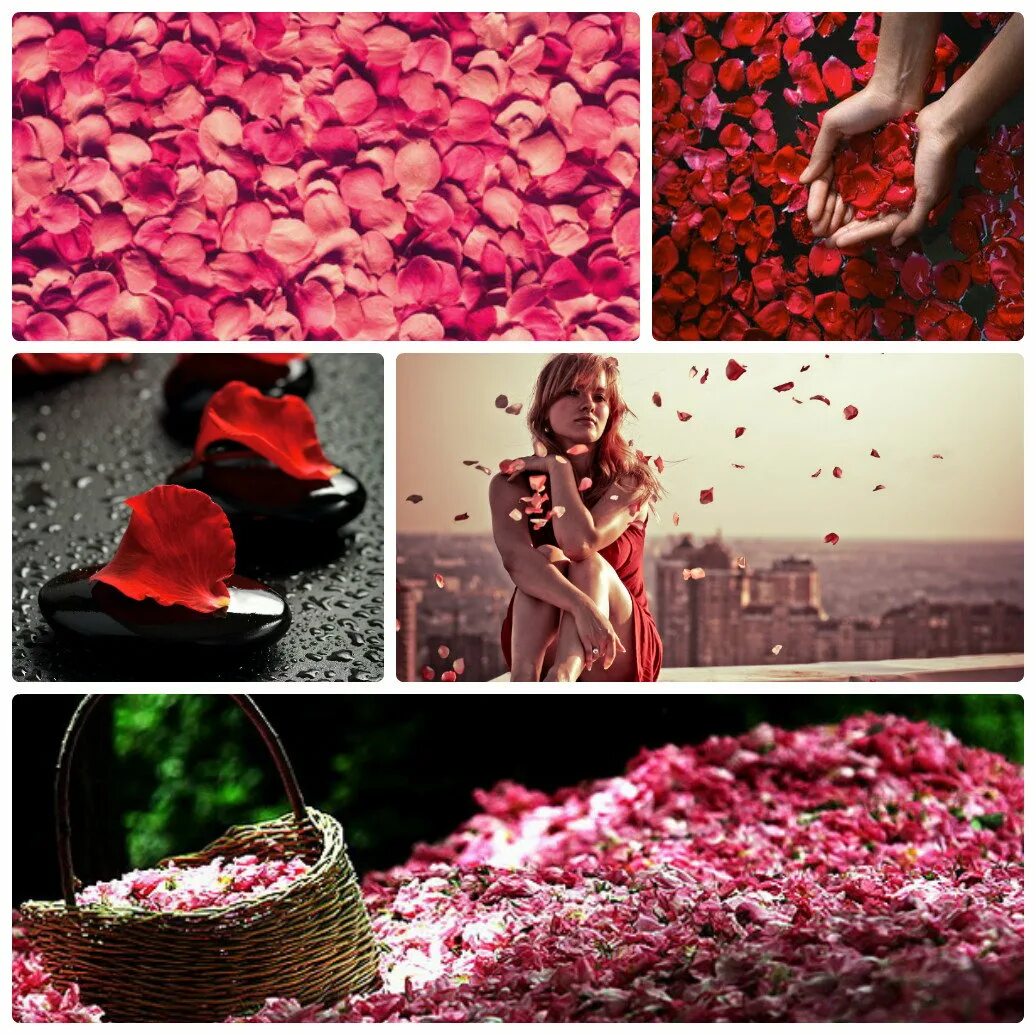 Почему лепестки роз. Лепестки роз. Идеи с лепестками роз. Фотосессия с лепестками роз идеи. Девушка в лепестках роз.