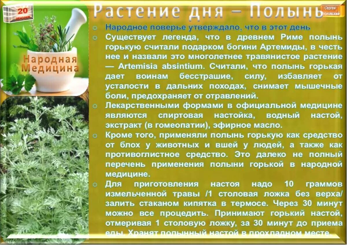 Полынь пижма гвоздика от паразитов. Отвар горькой полыни. Полынь трава заваривать. Полынь горькая чернобыльник для чего применяется. Полынь горькая настой от гельминтов.