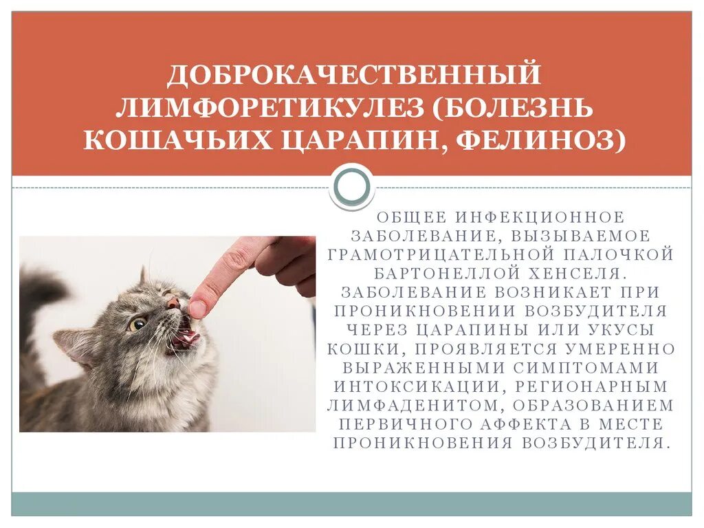 Какое заболевание через укус может распространять кошка