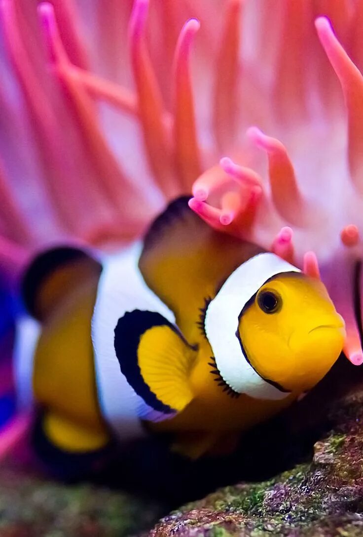 Животное клоун. Аквариумные рыбки клоуны. Рыбки клоун Фиш. Красноморская рыба клоун. Москвариум рыба клоун.