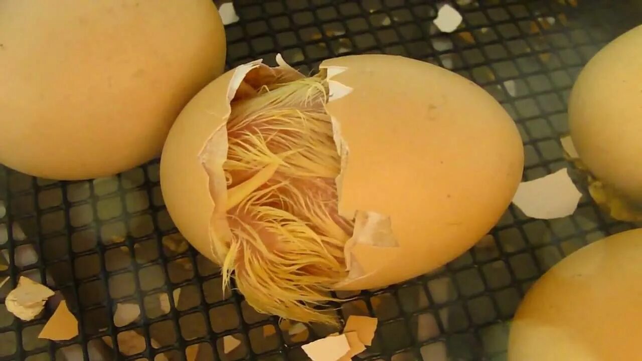 Покажи яйцо курицы. Курица откладывает яйеыы.