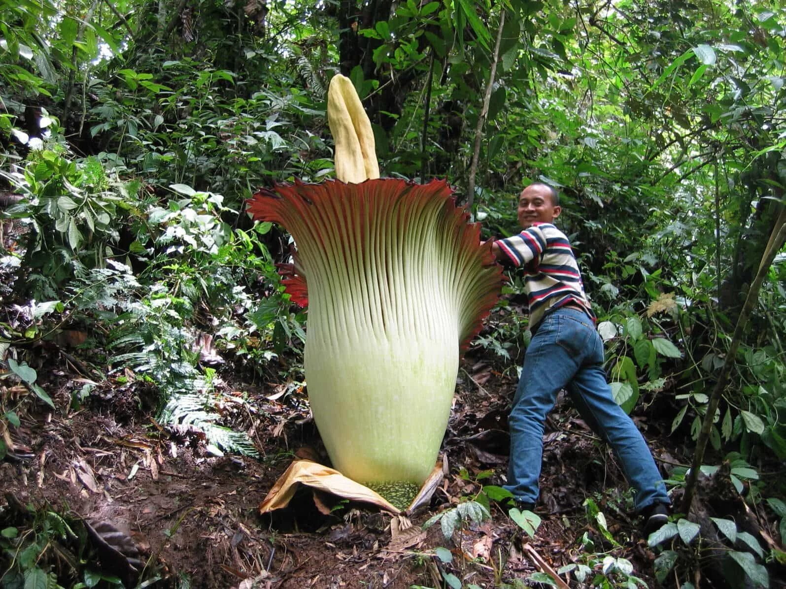 Huge plants. Аморфофаллус титанический. Аморфофаллус титанический цветок. 4. Аморфофаллус титанический. Аморфофаллус титанический (Трупная Лилия).