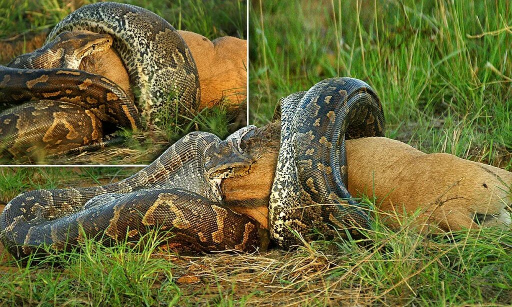 Удав проглатывает. Змея сетчатый питон. Сетчатый питон Python reticulatus 14.85 метра.