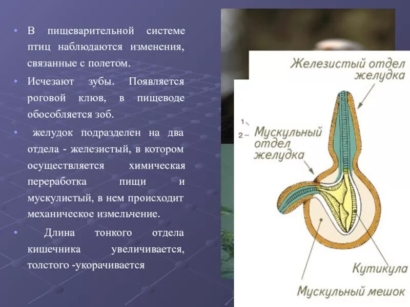 Что находится в мускульном желудке птицы. Гистоморфология пищеварительной системы птиц. Система пищеварения птиц. Строение желудка птиц. Строение пищеварительной системы птиц.