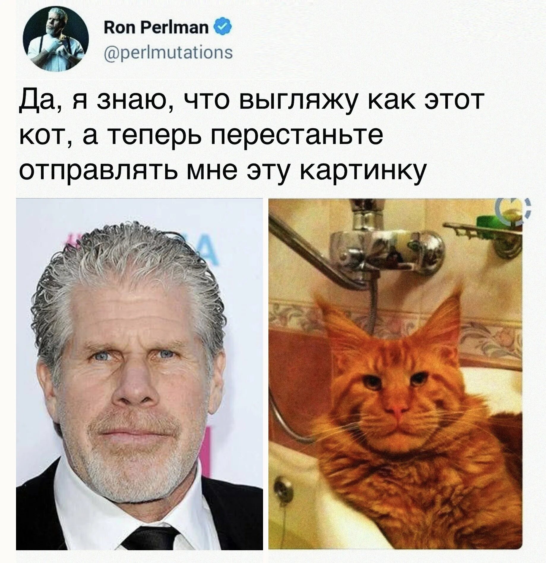 Какой кот похож. Мейн кун похож на актера рон перлман. рон перлрман и мейнкун. рон перлман актер который похож на мейн куна. кот похожий на актера рон перлман.