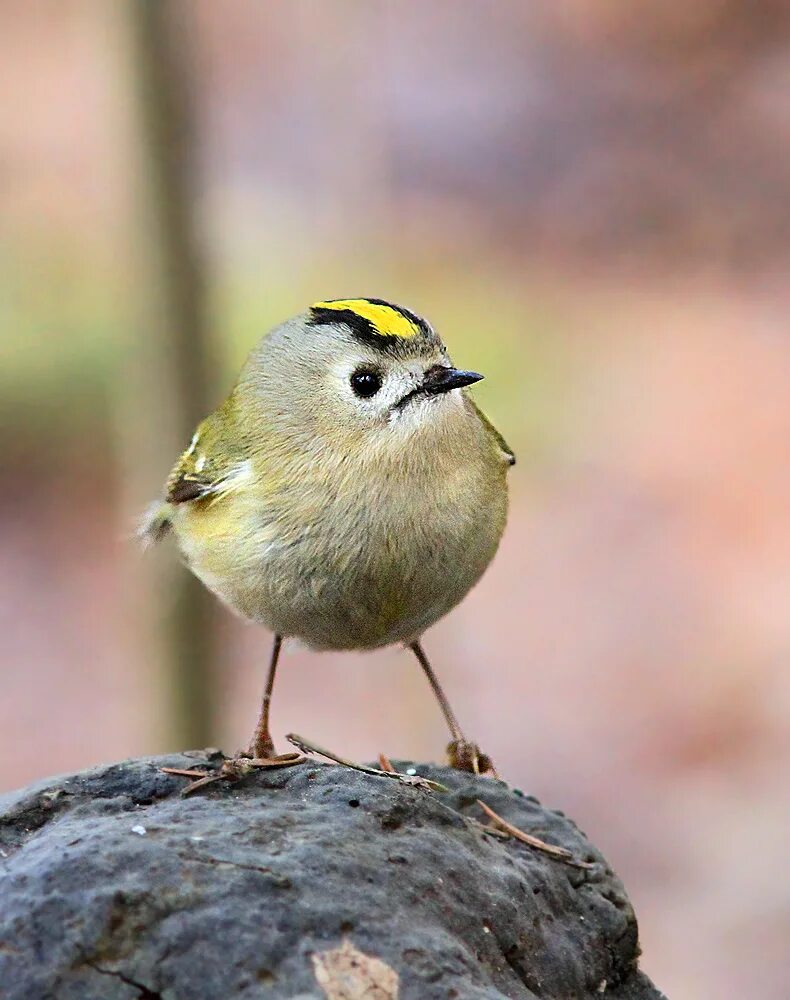 желтоголовый королек птенцы. желтоголовый королёк птица. желтоголовый королек. желтоголовый королёк. желтоголовый королек самец.