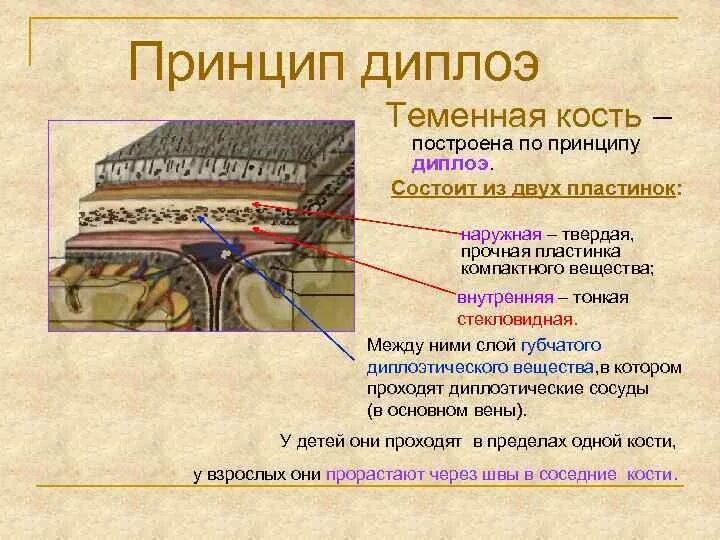 Внутренняя пластинка черепа. Наружные и внутренние пластинки. Строение костей свода черепа. Наружные и внутренние пластинки. Наружные и внутренние пластинки.