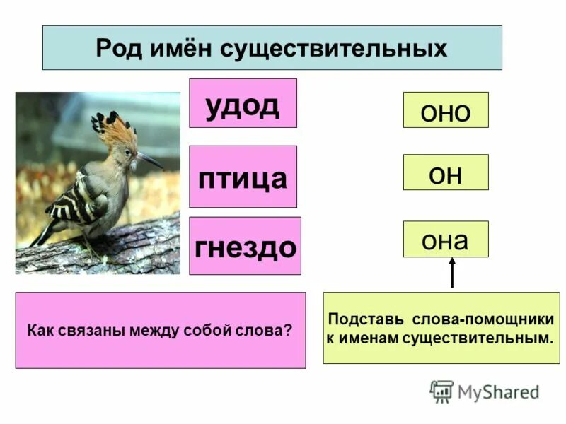 Род слова птицы