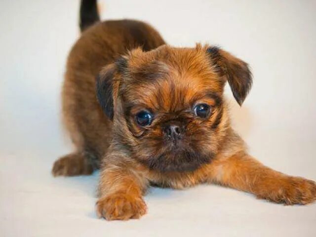 Pin by Marcy VK on Doggo Funny animals, Affenpinscher dog, Cute dogs