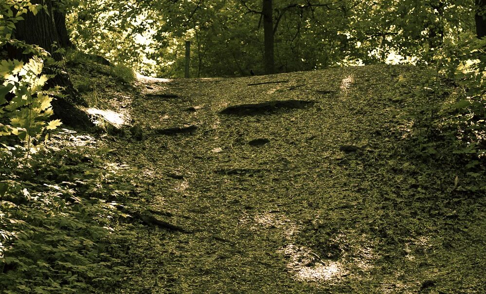 Включи дикий парк. Парк дикий Селты. Парк Воробьевы горы экотропа. Копкинский парк "дикий". Парк дикий Удмуртия.