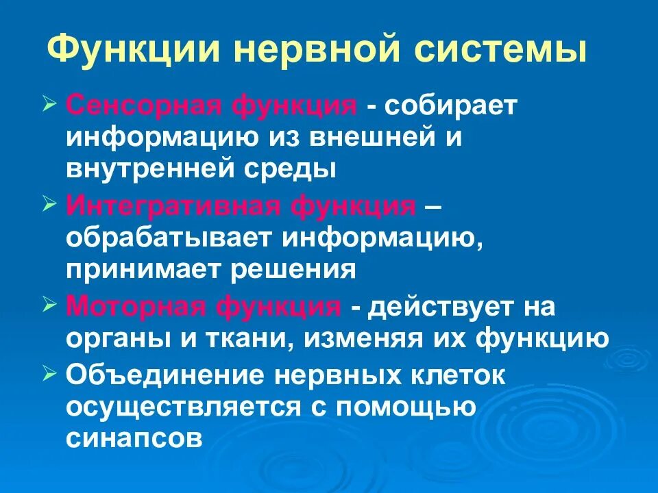 Основные функции нервной системы человека. Назовите основные функции нервной системы.. Функция нервний система. Функции нервной системы кратко.