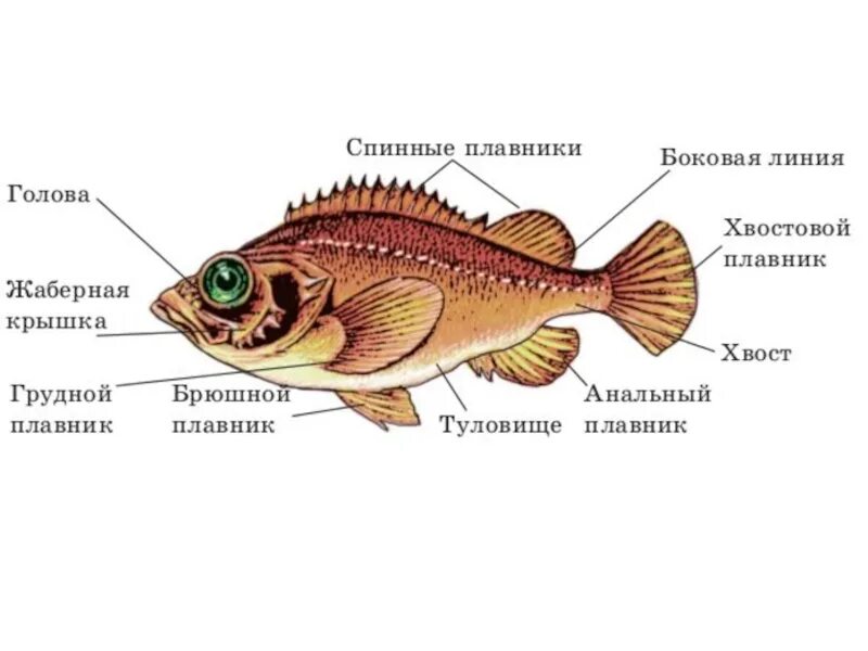Тест по теме рыбы биология 7 класс. Строение рыбы. Рыбы (биология). Надкласс рыбы. Части тела рыбы.