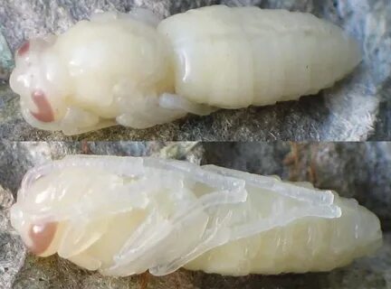 Какие личинки мух