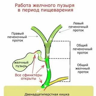 Куда поступает желчь после удаления